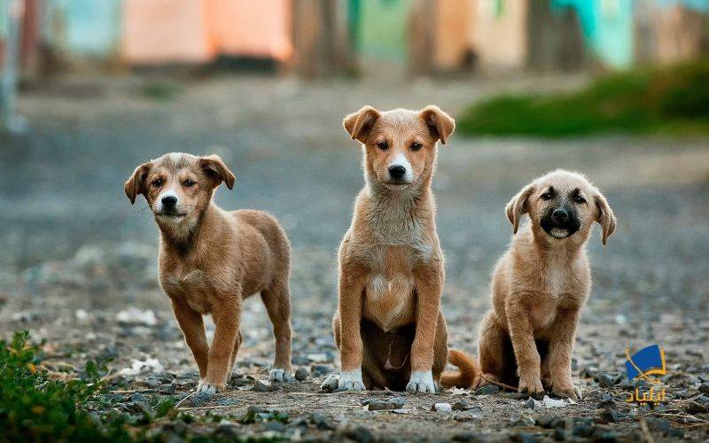 شخصیت سگها در طول زمان تغییر میکند!