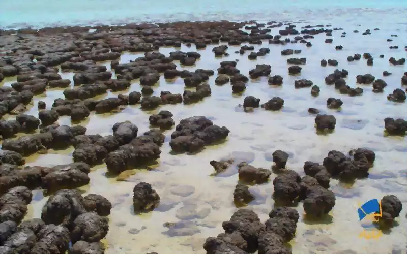کشف حیات درمریخ با کمک سنگ‌های استرالیایی