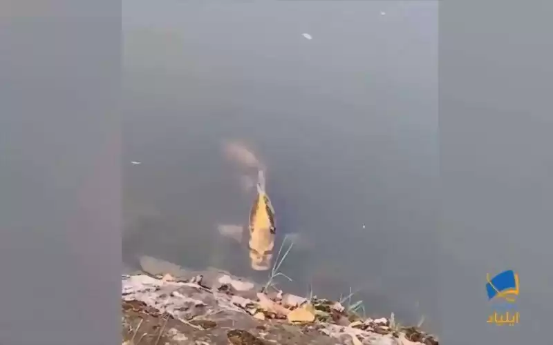 کشف یک ماهی با صورت انسانی در چین