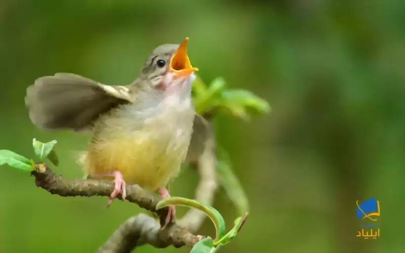 پرندگان چگونه آواز خواندن را یاد می‌گیرند؟