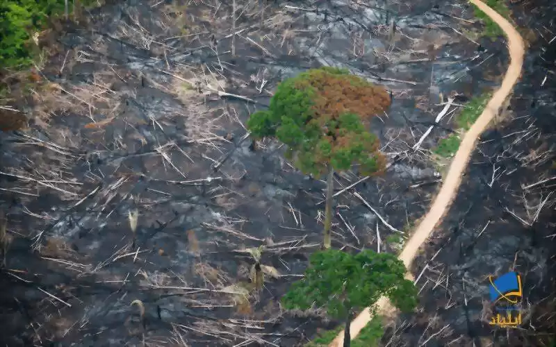 جنگل‌زدایی در ماه گذشته در آمازون چقدر بوده است؟