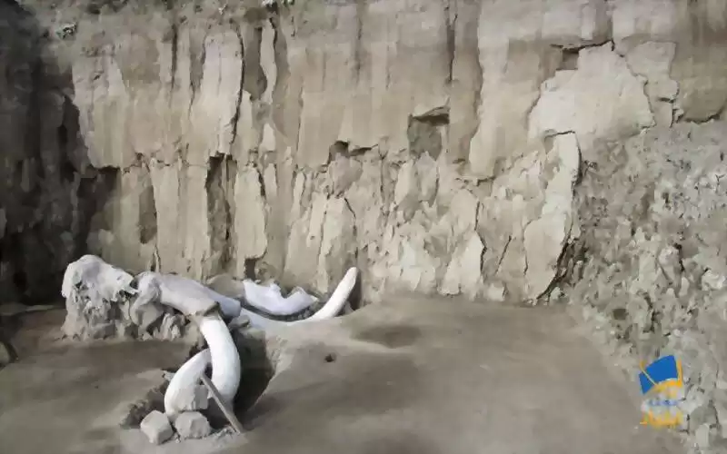 کشف ۸۰۰ استخوان‌ ماموت در مکزیک