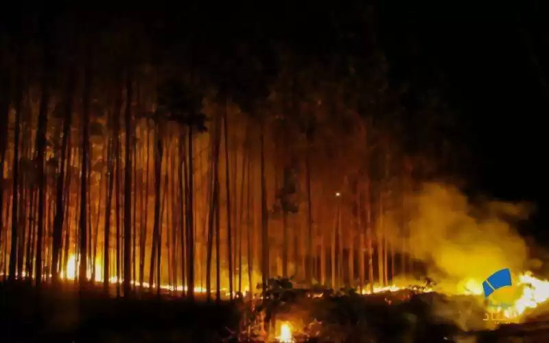بزرگترین تاثیر آتش‌سوزی جنگل‌ها برای زمین