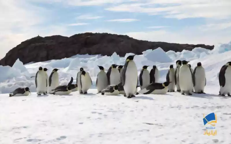 آیا انسان‌ها، باعث انقراض پنگوئن‌ها هم می‌شوند؟