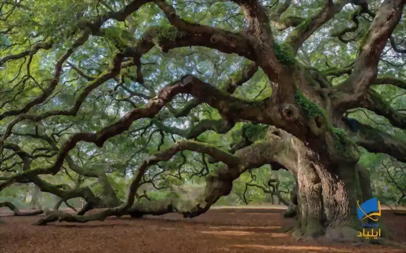 چگونه درختان می‌توانند هزاران سال عمر کنند؟
