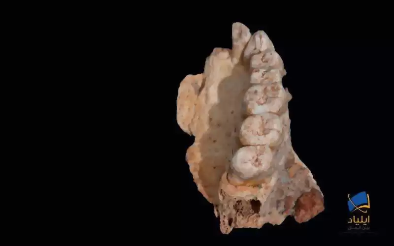 قدیمی‌ترین استخوان فک در خارج از آفریقا کشف شد!