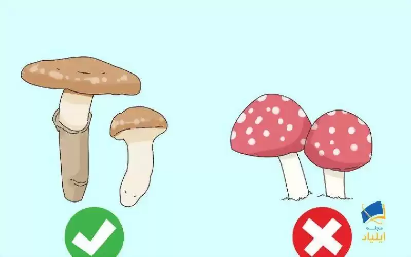 قارچ‌های با کلاهک قرمز را انتخاب نکنید
