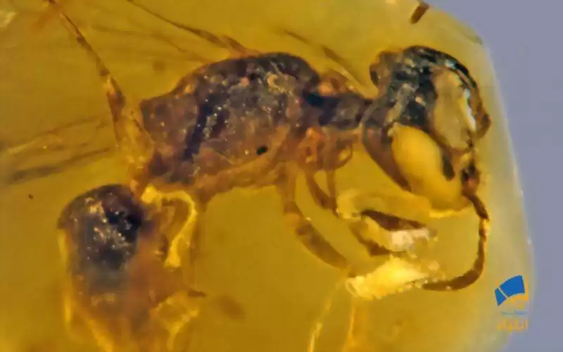 افشای راز زنبوری ۹۹ میلیون ساله