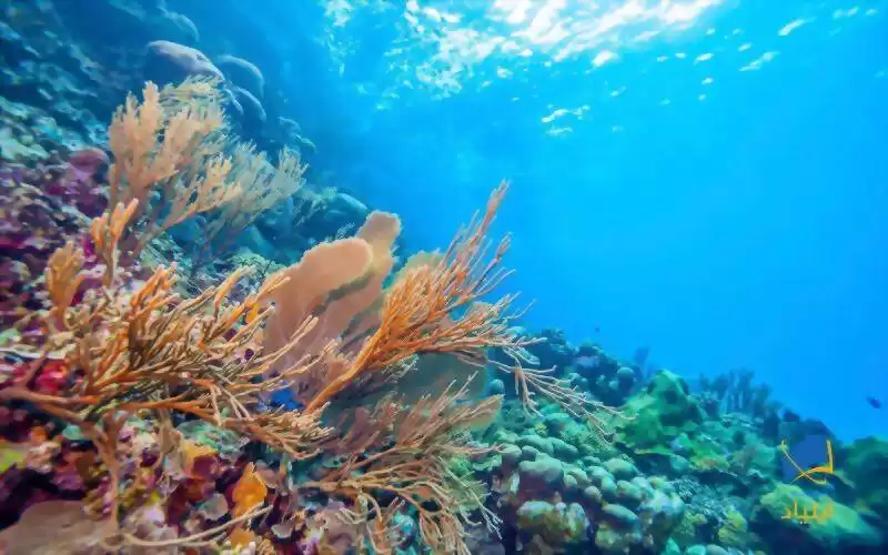 رابطه‌ی خویشاوندی مرجان‌ها، جلبک‌ها و باکتری‌ها فاش شد