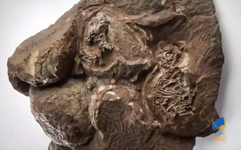 کشف جنین فسیل‌شده‌ی دایناسور به کمک اشعه‌ی ایکس