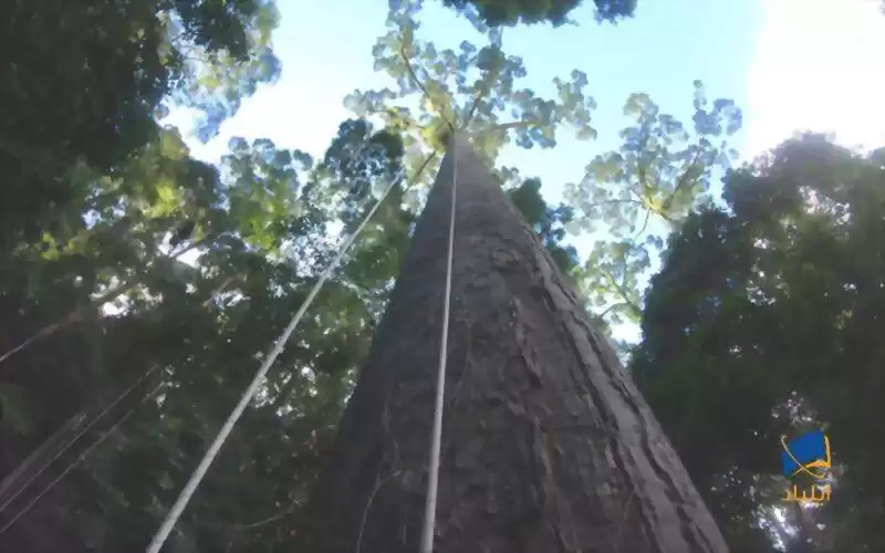 کشف بلندترین درخت گرمسیری جهان در مالزی