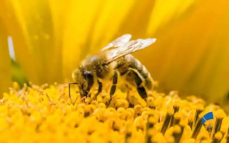 استراتژی جالب زنبور عسل در گل دادن گیاهان