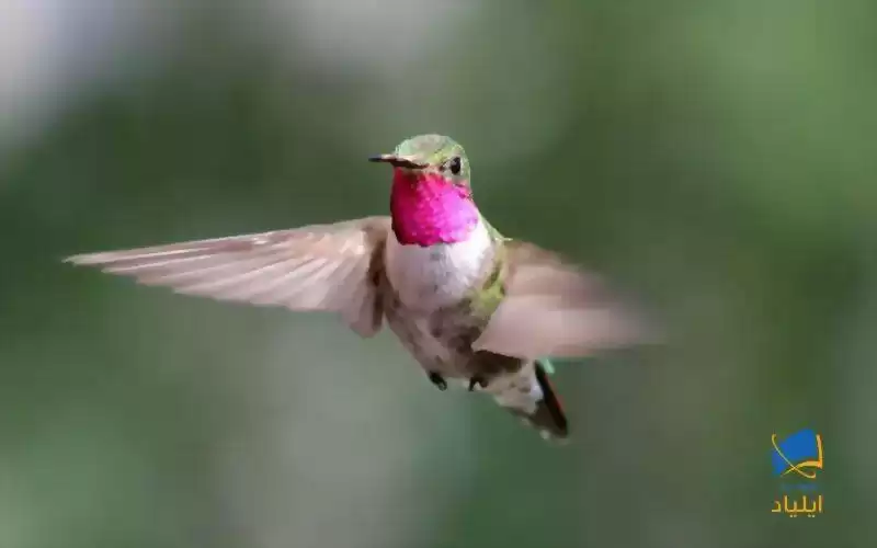 پرندگان و دیگر حیوانات رنگ‌ها را چگونه می‌بینند؟
