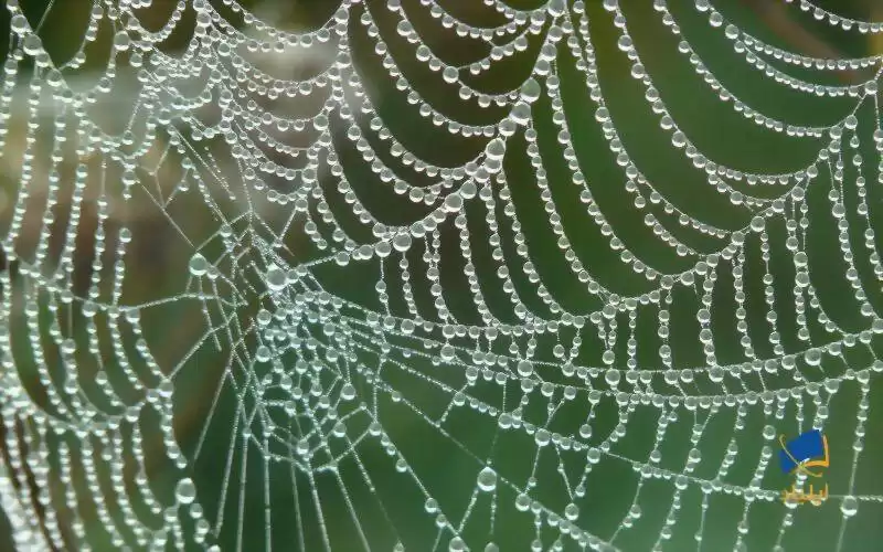 خاصیت عجیب تارهای عنکبوت برای ساخت عضلات مصنوعی
