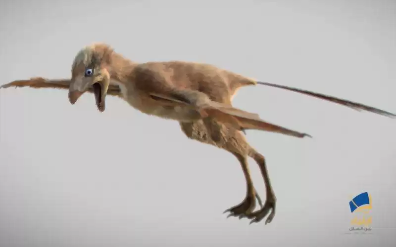 کشف دایناسوری با بال‌هایی عجیب به‌نام آمبوپتریکس لانگیبراچیوم