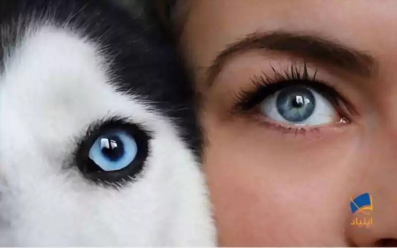 بینایی انسان و حیوان؛ کدام یک بینایی بهتری دارند؟