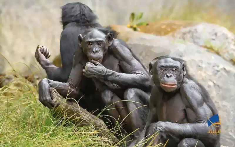 بونوبوهای مادر برای پسر خود، همسر انتخاب می‌کنند!