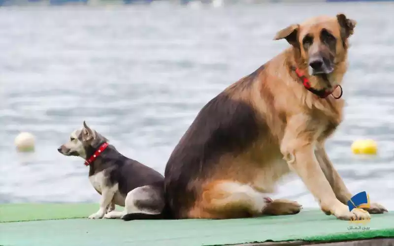 آیا سگ‌های بزرگ باهوش‌تر از سگ‌های کوچک هستند؟