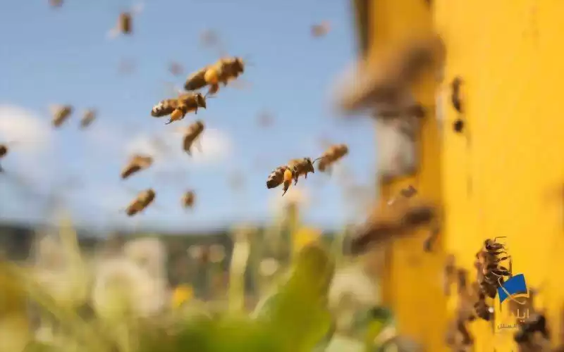 توانایی حیرت‌انگیز زنبورهای عسل