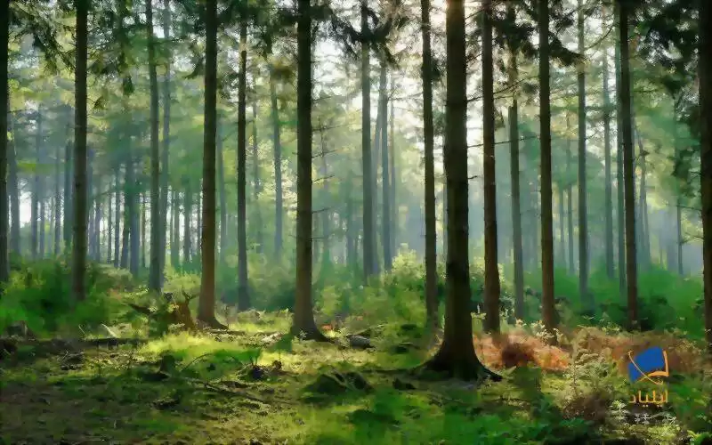 رابطه‌ی رشد جنگل‌ها و تغییرات اقلیمی