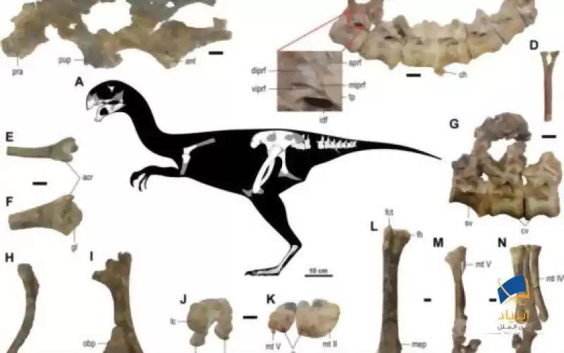 کشف فسیل گونه‌ی جدیدی از دایناسورها در مغولستان