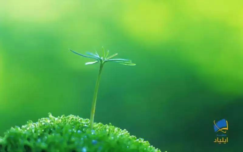 چرا گیاهان سبز هستند؟