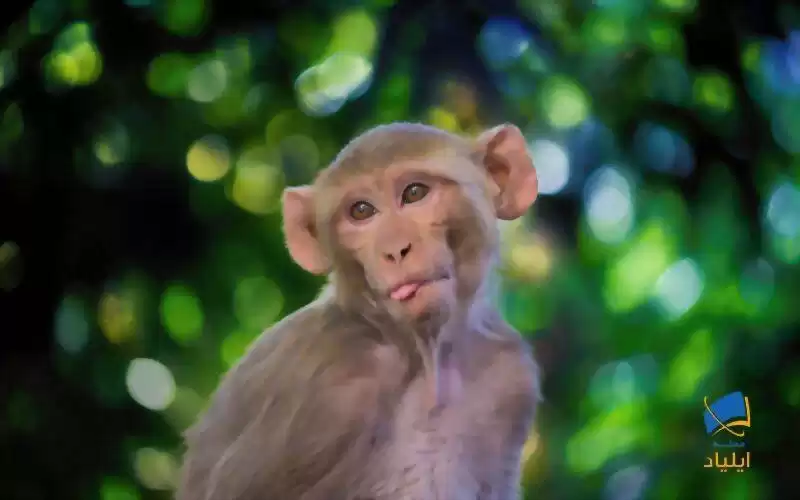 بزرگ کردن مغز میمون به کمک ژن انسانی