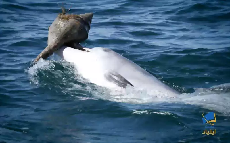دلفین‌ها یکدیگر را آموزش می‌دهند!