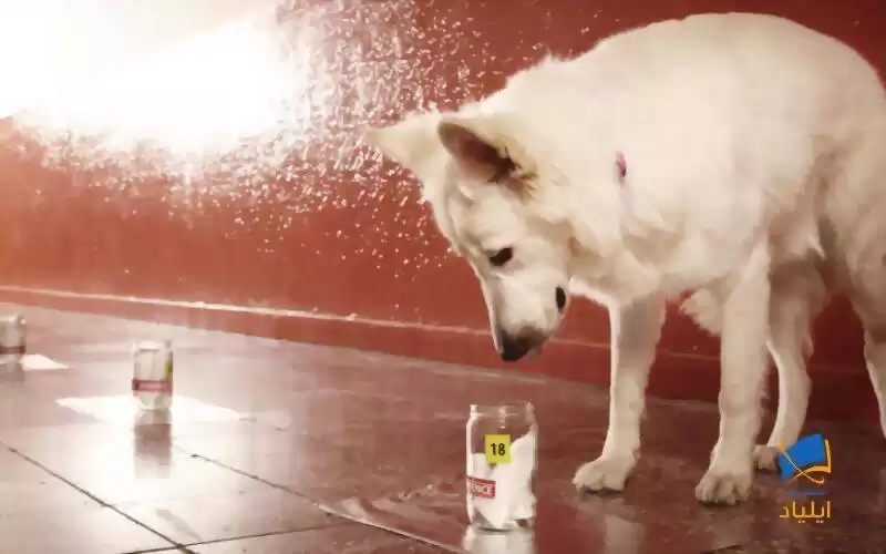سگ‌ها می‌توانند بوی کووید۱۹ را حس کنند