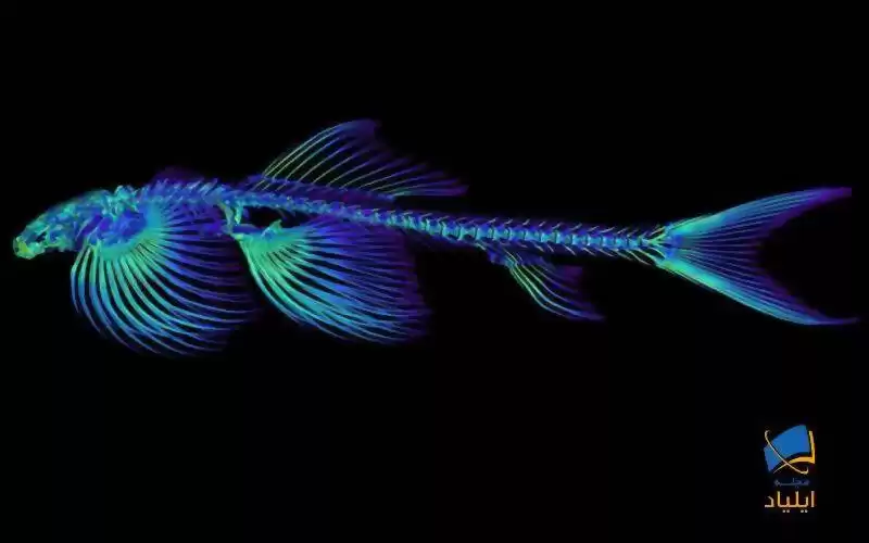 ماهی‌هایی که توانایی راه رفتن بر روی زمین را دارند