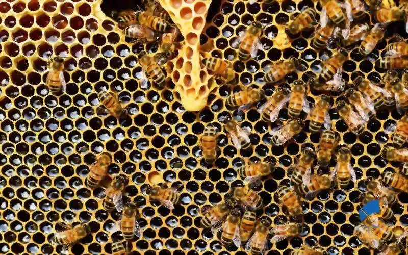 تاثیر عسل بر درمان عفونت‌های سیستم تنفسی