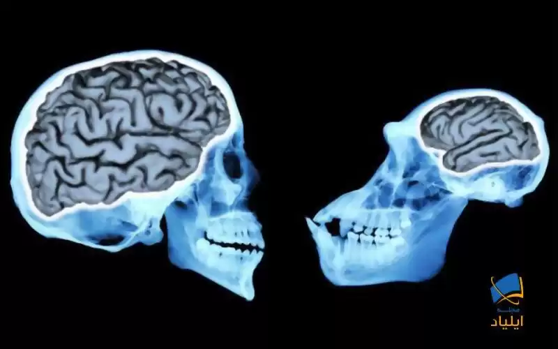 خنده در توسعه‌ی مغز چه نقشی دارد؟