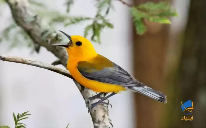 کشف توالی ژنوم ۳۶۳ گونه‌ی پرنده