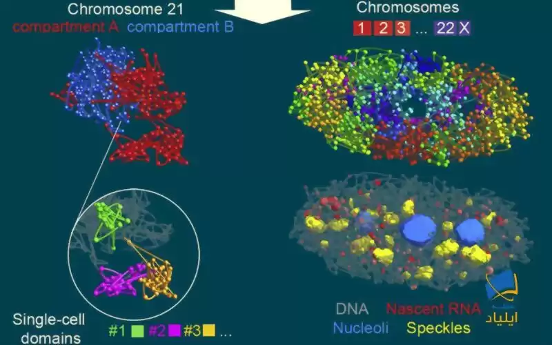 تهیه تصویر سه‌بعدی کروموزوم انسانی