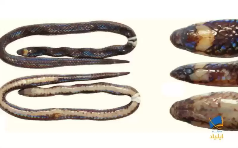 کشف گونه‌ی جدیدی از مارها در فیلیپین