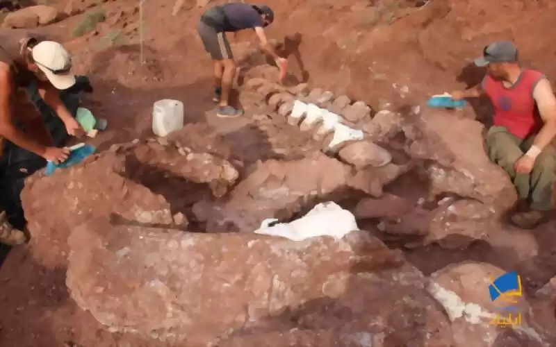 کشف بزرگ‌ترین فسیل دایناسور در آرژانتین