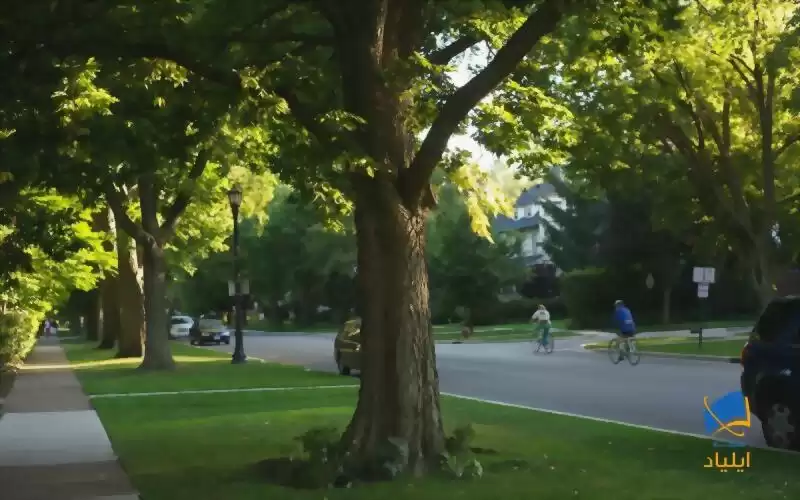 درختان خیابانی خطر بروز افسردگی را کاهش می‌دهند