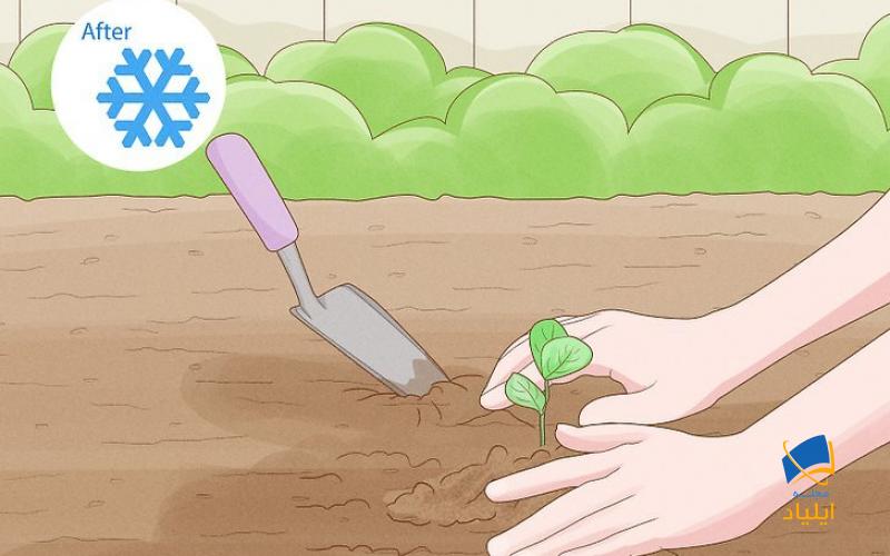 چگونه باغچه را برای کاشت در بهار آماده کنیم؟