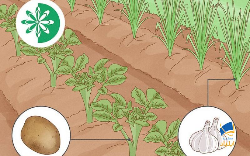 چگونه باغچه را برای کاشت در بهار آماده کنیم؟