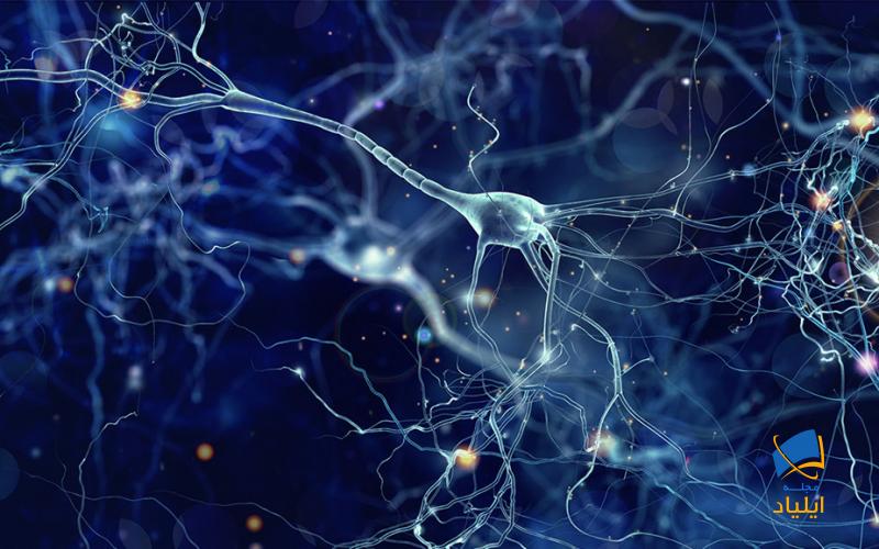 چگونه سلولهای مغز دیانای خود را ترمیم میکنند؟