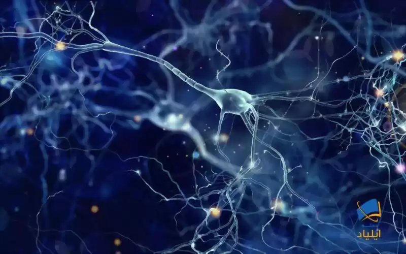 چگونه سلول‌های مغز دی‌ان‌ای خود را ترمیم می‌کنند؟