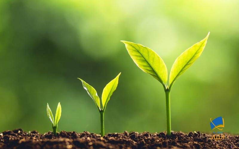 فوتوسنتز چگونه عمل میکند؟
