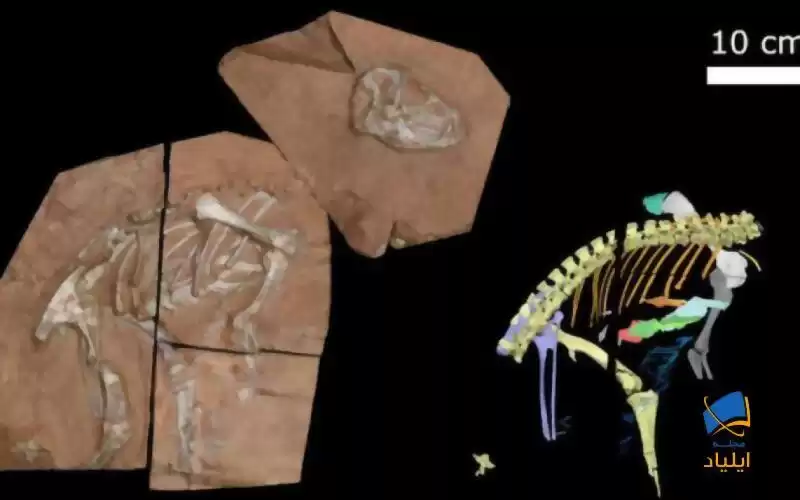 فرگشت تنفسی دایناسورهای نخستین چگونه بوده است؟