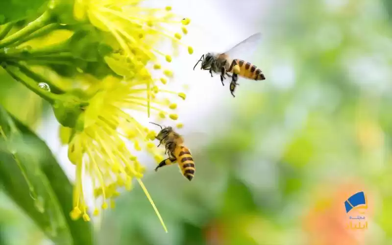 افشای ماهیت زهر زنبور عسل