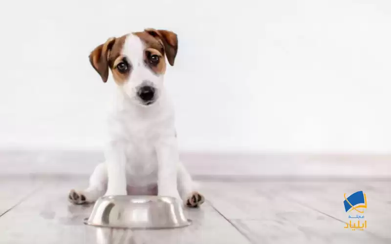 درمان اختلال غذایی سگ‌ها با کمک ویاگرا
