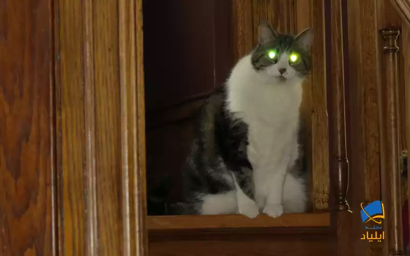 چرا چشم سگ و گربه در تاریکی می‌درخشد؟