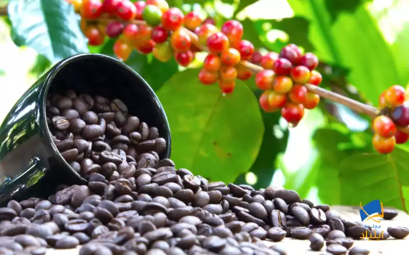 تأثیر تغییرات آب و هوایی بر روی تولید قهوه در دنیا