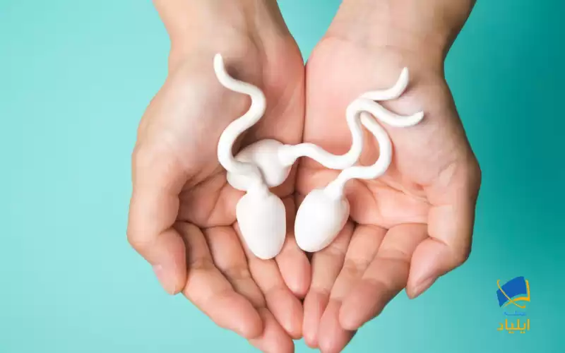 گرم شدن بیضه‌ها و تأثیر آن در عدم رشد اسپرم