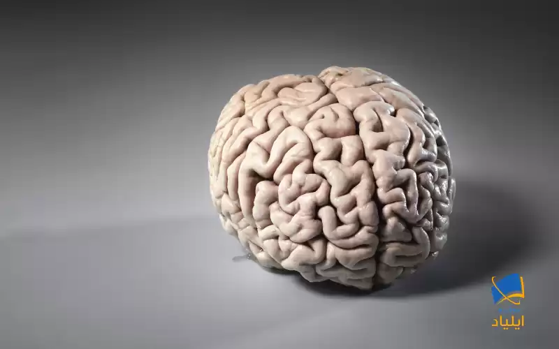 دمای مغز انسان چقدر است؟