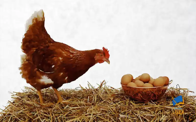 تخم‌مرغ‌های خانگی دارای سُرب اضافی هستند!